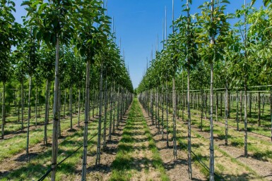 Magnolia x soulangeana hoogstam 12/14