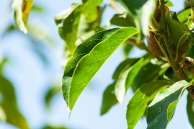 Magnolia x soulangeana hoogstam 12/14