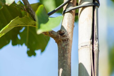 Magnolia x soulangeana hoogstam 12/14