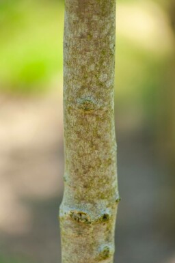 Magnolia x soulangeana hoogstam 12/14