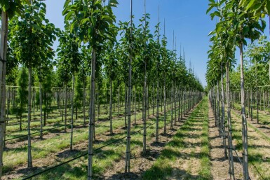 Magnolia x soulangeana hoogstam 12/14