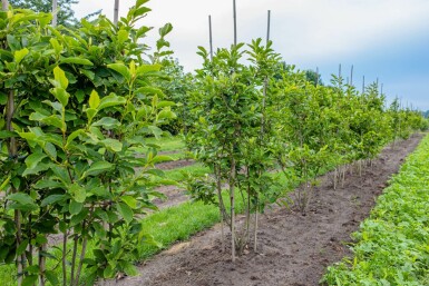 Beverboom Magnolia x soulangeana Meerstammig Magnolia x soulangeana meerstammig
