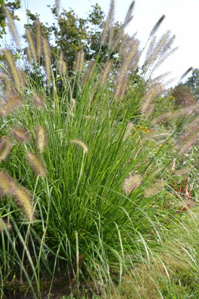 Lampenpoetsersgras Pennisetum alopecuroides 5-10 Pot P9 Pennisetum alopecuroides