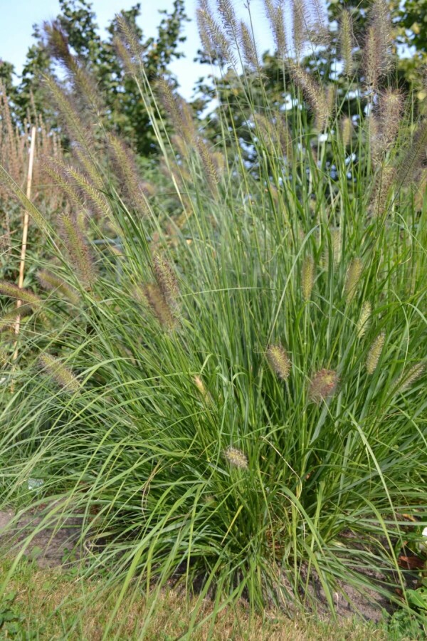 Lampenpoetsersgras Pennisetum alopecuroides 5-10 Pot P9 Pennisetum alopecuroides