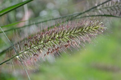 Lampenpoetsersgras Pennisetum alopecuroides 5-10 Pot P9 Pennisetum alopecuroides