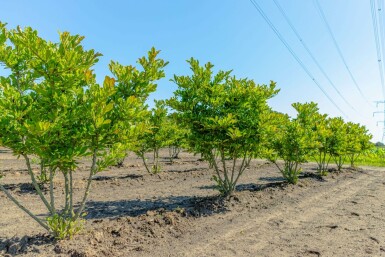 Magnolia stellata meerstammig 200-250