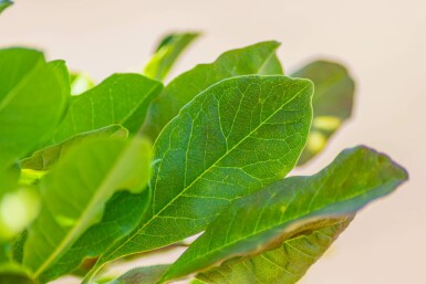 Magnolia stellata meerstammig 200-250