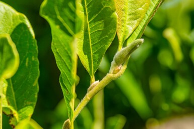 Magnolia stellata meerstammig 200-250