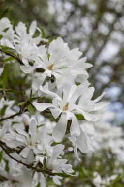 Magnolia stellata meerstammig 200-250