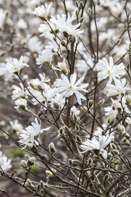 Magnolia stellata meerstammig 200-250