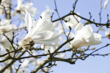 Magnolia stellata struik 80-100