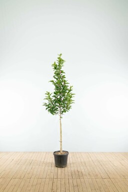 Beverboom Magnolia 'Susan' Hoogstam Magnolia 'Susan' hoogstam