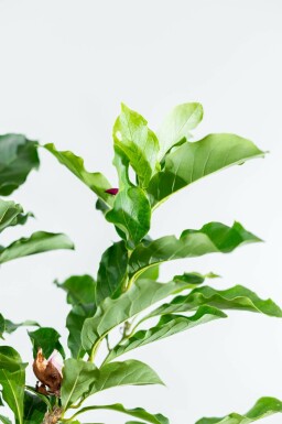 Magnolia 'Susan' hoogstam 8/10