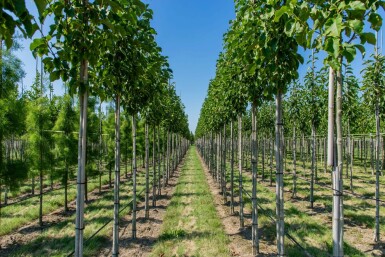 Magnolia 'Susan' hoogstam 8/10