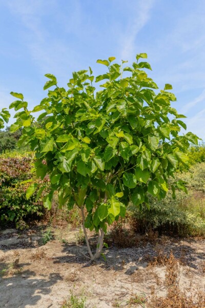 Magnolia 'Susan' meerstammig 300-350