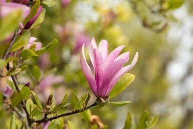 Magnolia 'Susan' meerstammig 300-350