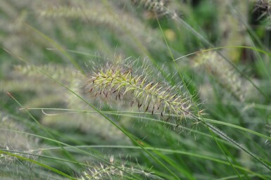 Lampenpoetsersgras Pennisetum alopecuroides 'Hameln' 5-10 Pot P9 Pennisetum alopecuroides 'Hameln'