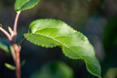 Malus baccata 'Street Parade' meerstammig 350-400