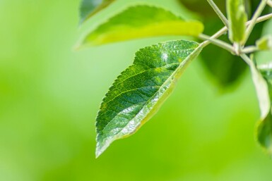 Najaarsappel Malus domestica 'Elstar' Malus domestica 'Elstar'