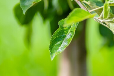 Malus domestica 'Elstar' hoogstam 20/25