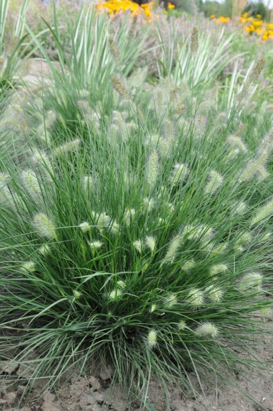 Lampenpoetsersgras Pennisetum alopecuroides 'Little Bunny' 10-15 Pot C2 Pennisetum alopecuroides 'Little Bunny'