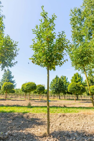 Appelboom Malus domestica 'Golden Delicious' Hoogstam stamomtrek 12-14 P Malus domestica 'Golden Delicious' hoogstam 12/14