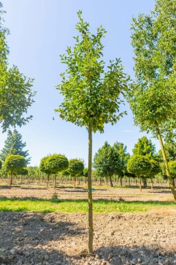 Appelboom Malus domestica 'Golden Delicious' Hoogstam stamomtrek 12-14 P Malus domestica 'Golden Delicious' hoogstam 12/14