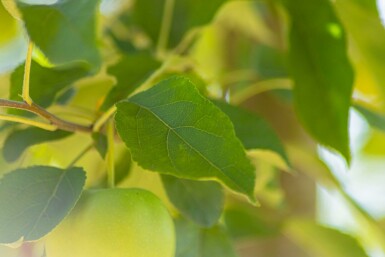 Malus domestica 'Golden Delicious' hoogstam 12/14