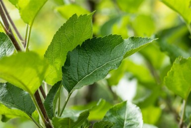 Malus domestica 'Golden Delicious' hoogstam 12/14
