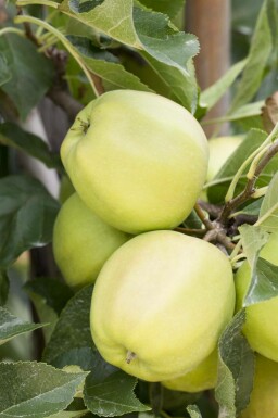 Appelboom Malus domestica 'Golden Delicious' Hoogstam stamomtrek 12-14 P Malus domestica 'Golden Delicious' hoogstam 12/14