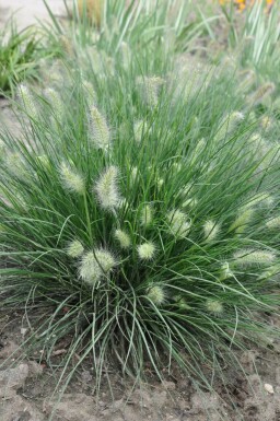 Lampenpoetsersgras Pennisetum alopecuroides 'Little Bunny' 5-10 Pot P9 Pennisetum alopecuroides 'Little Bunny'