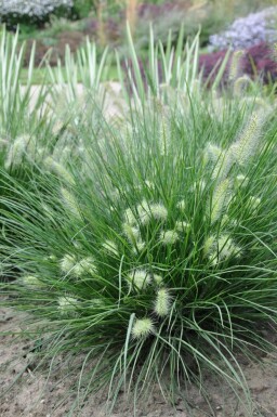 Lampenpoetsersgras Pennisetum alopecuroides 'Little Bunny' 5-10 Pot P9 Pennisetum alopecuroides 'Little Bunny'