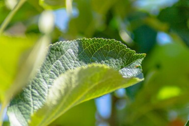 Malus domestica 'James Grieve' hoogstam 14/16