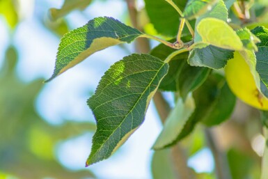 Malus domestica 'James Grieve' hoogstam 14/16