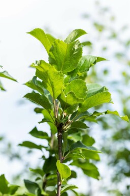 Malus domestica 'James Grieve' hoogstam 14/16