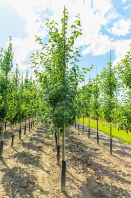 Rode appelboom Malus domestica 'Jonagold' Hoogstam Malus domestica 'Jonagold' hoogstam
