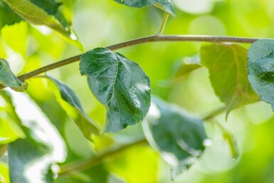 Malus domestica 'Jonagold' hoogstam 10/12