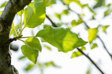 Malus domestica 'Jonagold' hoogstam 10/12