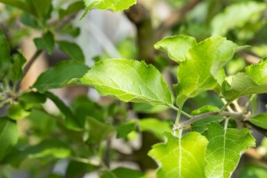 Malus domestica 'Jonagold' hoogstam 10/12