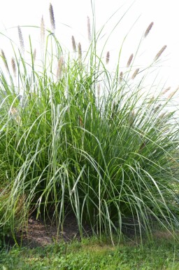 Lampenpoetsersgras Pennisetum alopecuroides 'Magic' 5-10 Pot P9