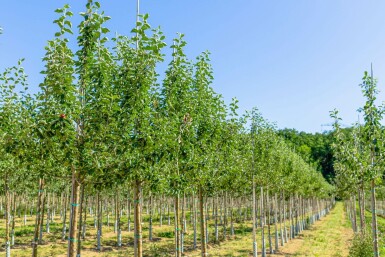 Appelboom Malus domestica 'Roter Berlepsch' Hoogstam Malus domestica 'Roter Berlepsch' hoogstam