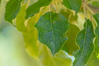 Malus domestica 'Roter Berlepsch' hoogstam 16/18