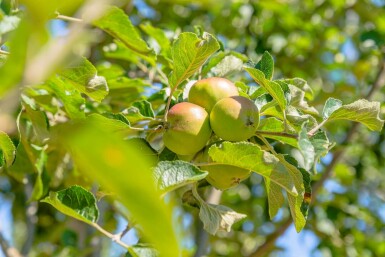 Malus domestica 'Roter Berlepsch' hoogstam 16/18