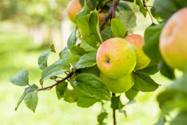 Malus domestica 'Roter Berlepsch' hoogstam 16/18