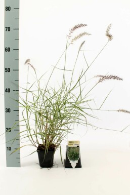 Lampenpoetsersgras Pennisetum orientale 5-10 Pot P9 Pennisetum orientale