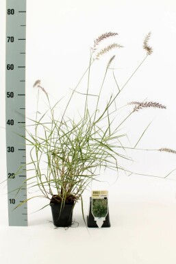 Lampenpoetsersgras Pennisetum orientale 5-10 Pot P9