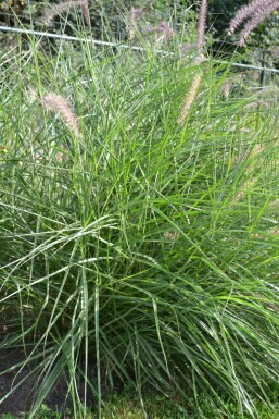 Pennisetum orientale