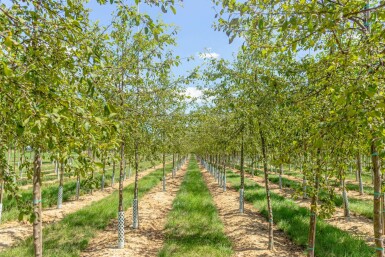 Malus floribunda hoogstam 10/12