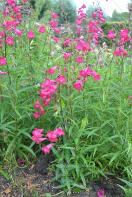 Schildpadbloem Penstemon 'Andenken an F. Hahn' 5-10 Pot P9