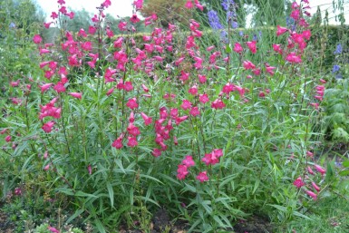 Schildpadbloem Penstemon 'Andenken an F. Hahn' 5-10 Pot P9